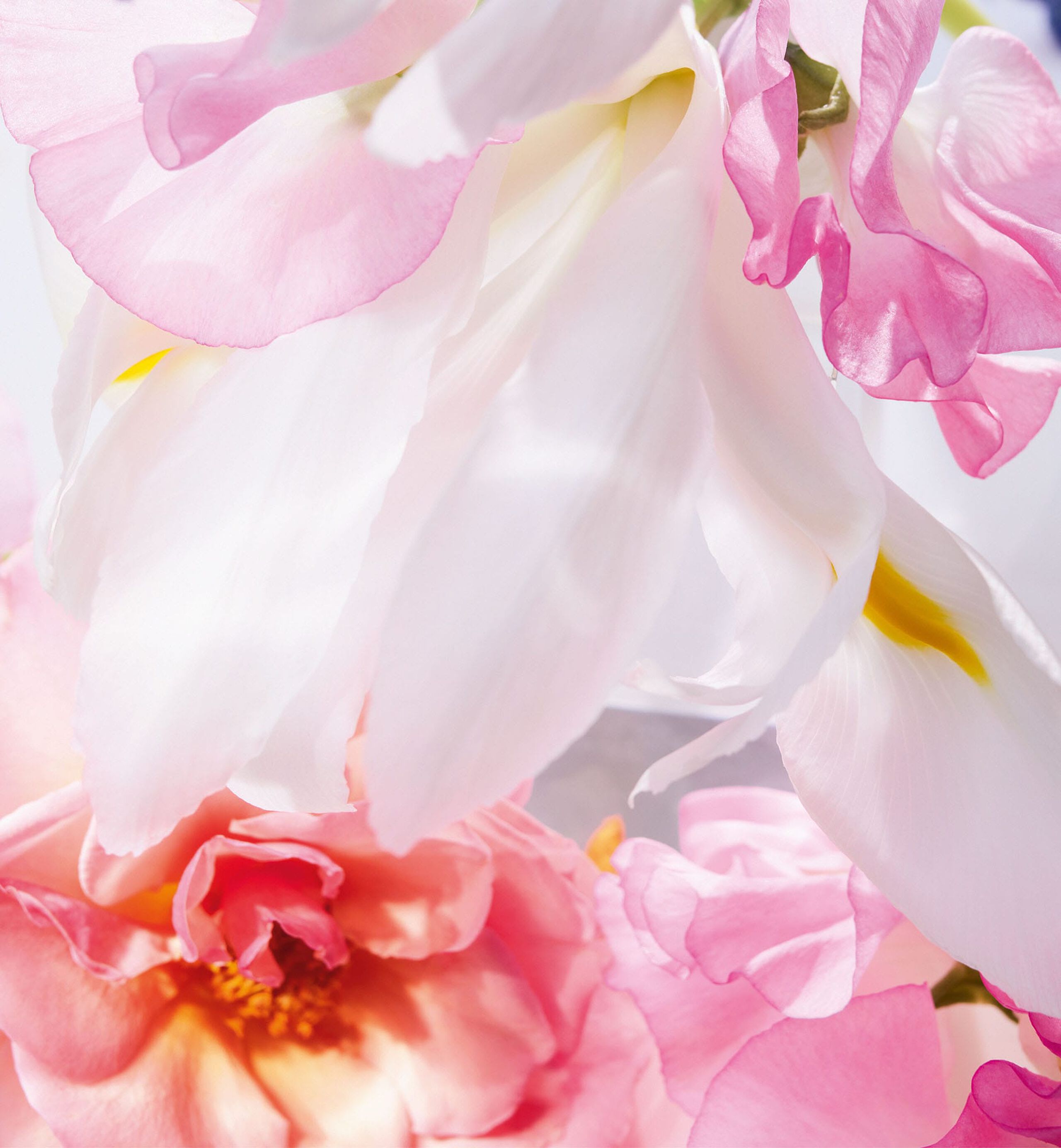 Miss Dior Eau de Parfum